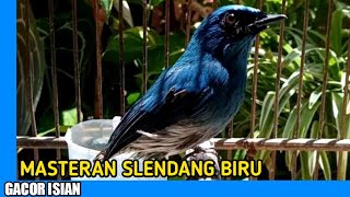 Download lagu MASTERAN SELENDANG BIRU GACOR ISIAN mp3 Download lagu MASTERAN SELENDANG BIRU GACOR ISIAN mp3