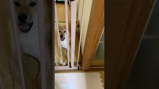 おしゃべり犬　#柴犬 #shibainu #犬のいる暮らし #dog #かわいい