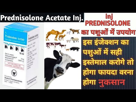 Prednisolone injection