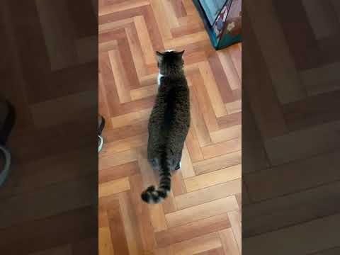 Treating Cat vibrating tail