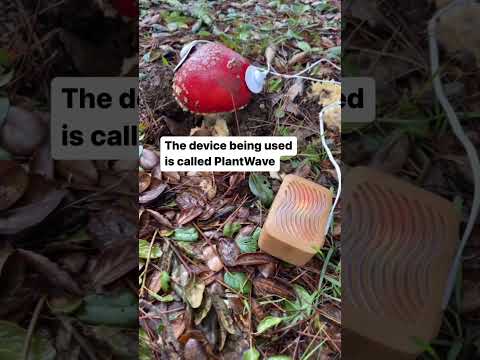 Mushroom music with an amanita muscaria mushroom using a PlantWave device