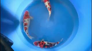 video van Meerstaps Sanke 2508001