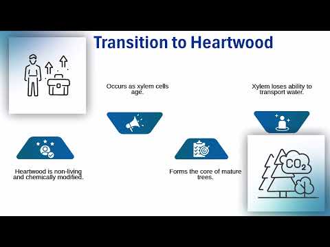 What is Sapwood? | Sapwood Training | Tutorial on Sapwood