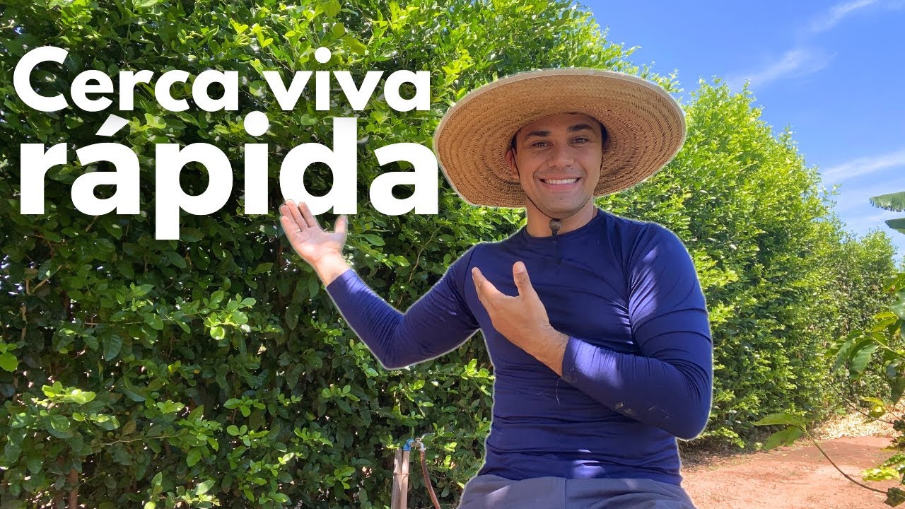 O muro verde perfeito: cerca viva surpreendente que protege, dá privacidade e valoriza a chácara