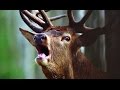 Красный Бор: звери, птицы, рыбы. Animals, birds and fish of Krasny . 