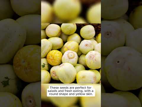 Organic Lemon Cucumber Seeds Cucumis sativus 'Lemon' – Round, Yellow Skin, Mild and Sweet, Perfect f