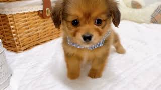 ハーフ犬の動画02