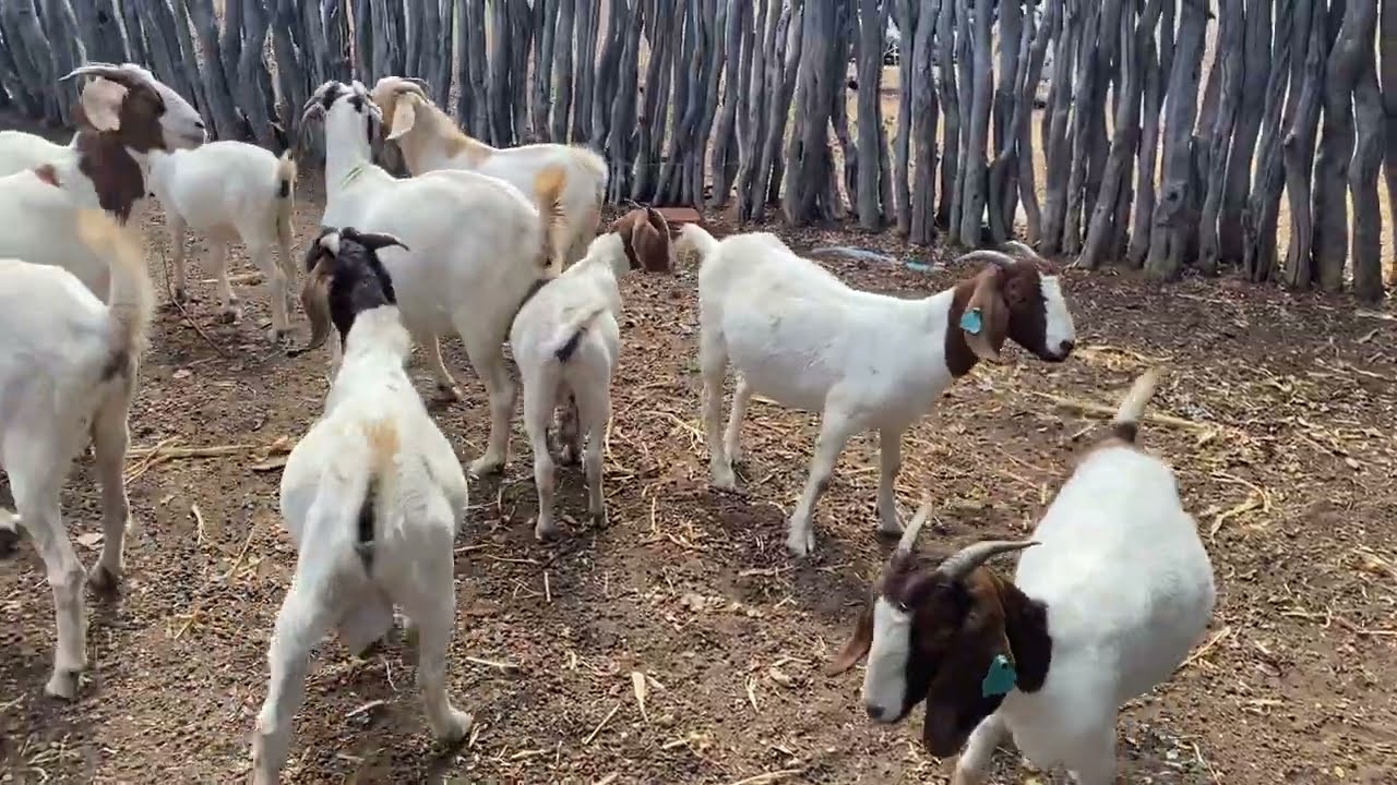 CRIAÇÃO BOER