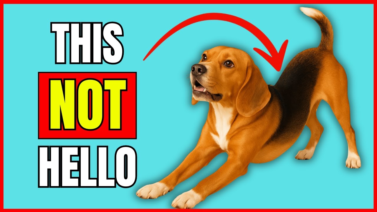 Does Your Dog Stretch When They See You? ➡️ This Is What It Really Means!