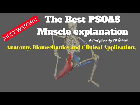 Iliopsoas Muscle: Action / Function, Clinical Anatomy & Innervation