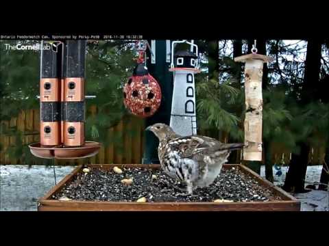 Blue Jay startles Ruffed Grouse     Video 2016 11 30 163527