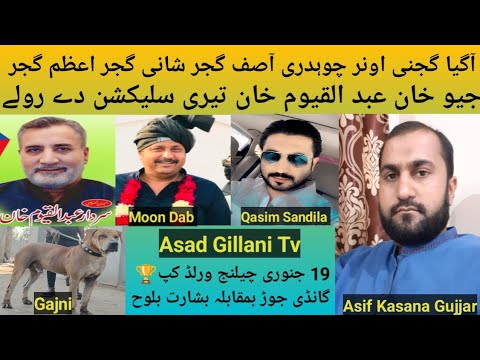 Pakistani Top Class Bully Breed Dog Name Gajni Owner Ch Asif Gujjar P.k Insaaf Group