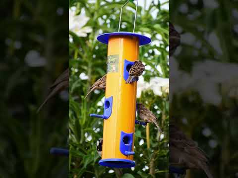 Round amijivdaya metal (iron) hanging bird feeder, capacity:...
