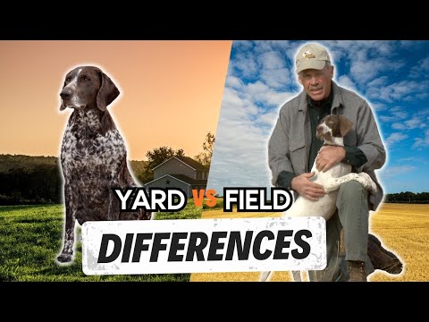 YOU NEED TO KNOW THE DIFFERENCE - Yard VS Field Training Your Hunting Dog
