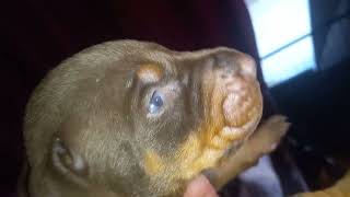 Kiz/Mad litter 6/21/24 hoobly doberman ohio for details