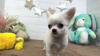 チワワ（ロング）の動画01