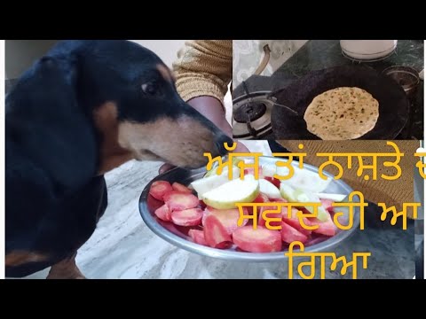 ਅੱਜ ਤਾਂ ਨਾਸ਼ਤੇ ਦਾ ਸਵਾਦ ਹੀ ਆ ਗਿਆ#dog#I love my bugadi#youtubevideo#ytvideo