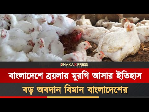 বাংলাদেশের বাজার যেভাবে দখল করলো ব্রয়লার মুরগী
