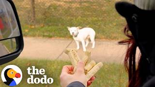 Stray Pittie Gets Rescued — Then Helps Save Her Terrified Twin an Hour Later | The Dodo