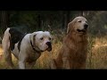 Homeward Bound The Incredible Journey 1993 Shadow And Chance Look For Food