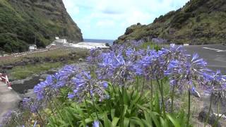 preview picture of video 'Azores Agapanthus flowering'