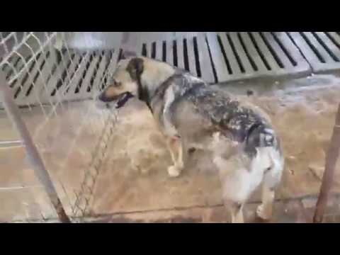 Glücksfellchen Rabea Zuhause gefunden