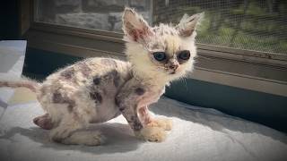 The miraculous transformation of a kitten that looks like an alien - you must see it until the end