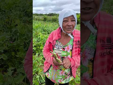 a vida no roçado em jatobá de são José do Belmonte Pernambuco.
