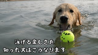 泳げなかった愛犬がゴールデンだらけのビーチで大はしゃぎ！