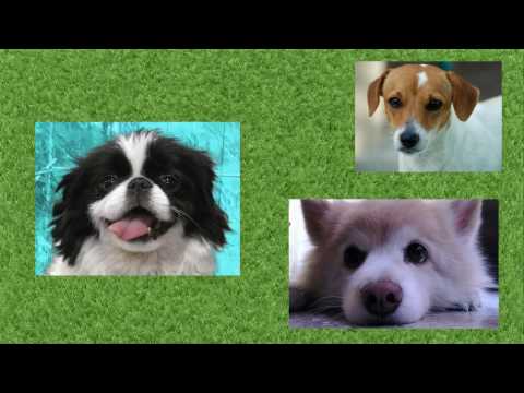 Dorsey Brothers Orch (Bob Snyder Orch) - My Dog Loves Your Dog (1934)