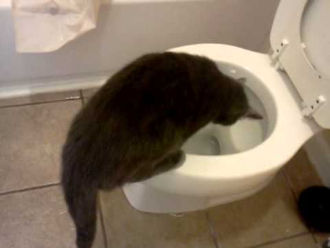 Cat drinking out of a toilet