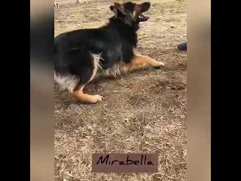 Mirabella, an adopted Australian Shepherd Mix in Danbury, CT_image-1