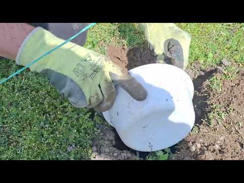 Pravilna sadnja vinove loze