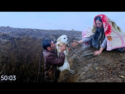 "¡Milagroso rescate de un perro en los bosques de Zagros; el valor excepcional de Behnaz!"