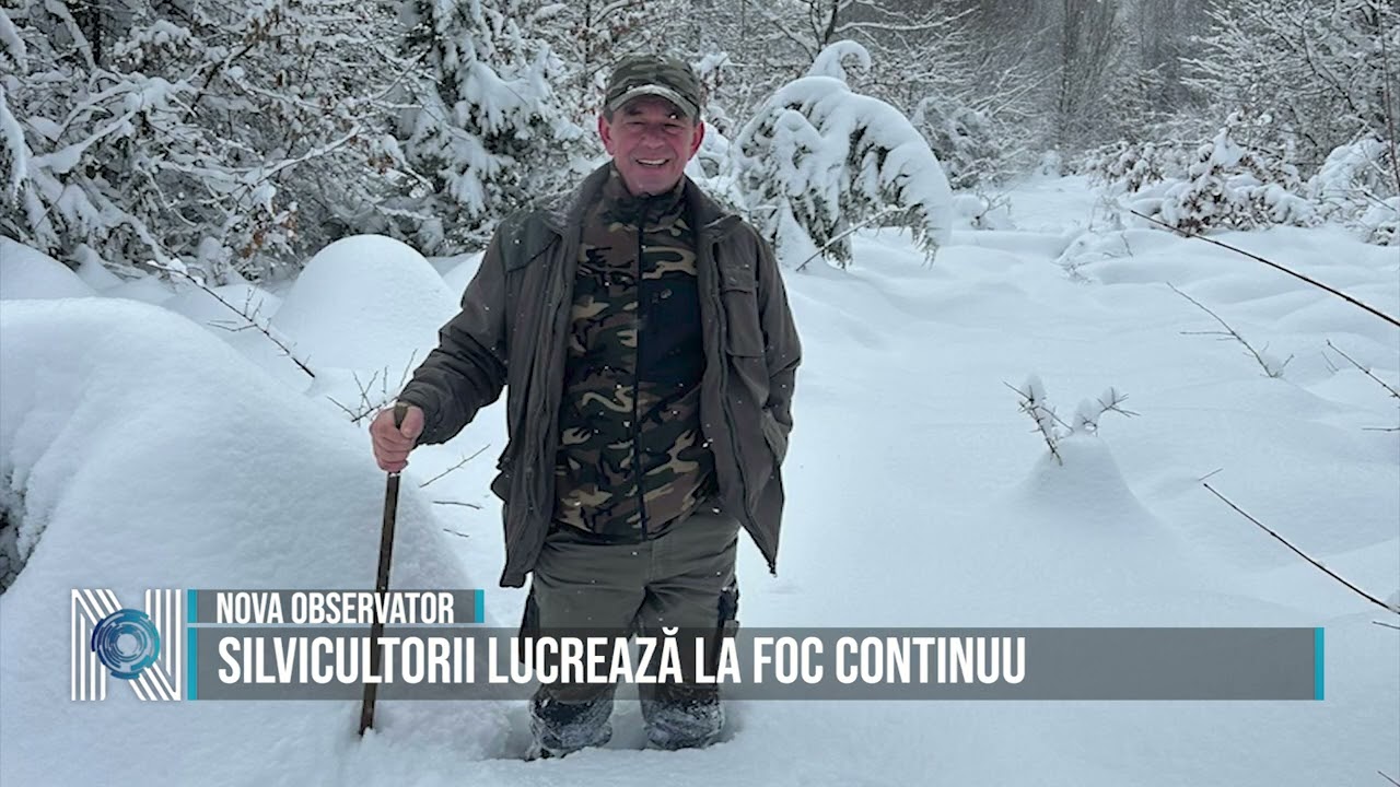 Silvicultorii lucrează la foc continuu