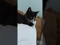 Tux Butt Scritches And Kneading
