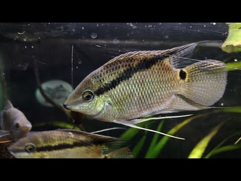 Sunday Night Madness