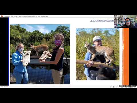 Wild Sarasota: Florida's Wild Cats (webinar)