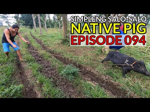 EP94 - NATIVE PIG : Simpleng Salo-Salo | BUHAY PROBINSYA - San Pablo City, Laguna