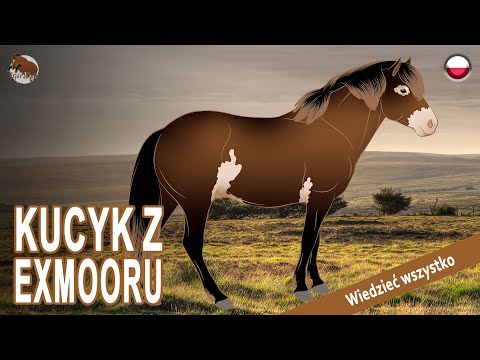 , title : 'KUCYK Z EXMOORU, najstarsze brytyjskie rasy koni, RASY KONI'