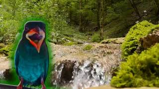 Download lagu THERAPY YOUR BIRD WITH GURGLING WATER   UNIQUE BIRD THAT IS AVID CHIRPING mp3 Download lagu THERAPY YOUR BIRD WITH GURGLING WATER   UNIQUE BIRD THAT IS AVID CHIRPING mp3