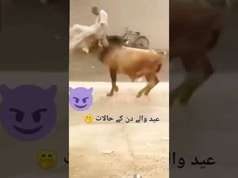 Eid UL azah #youtubeshorts #animals #ytshorts #bigbull #animallover #bakramandi #mashallah