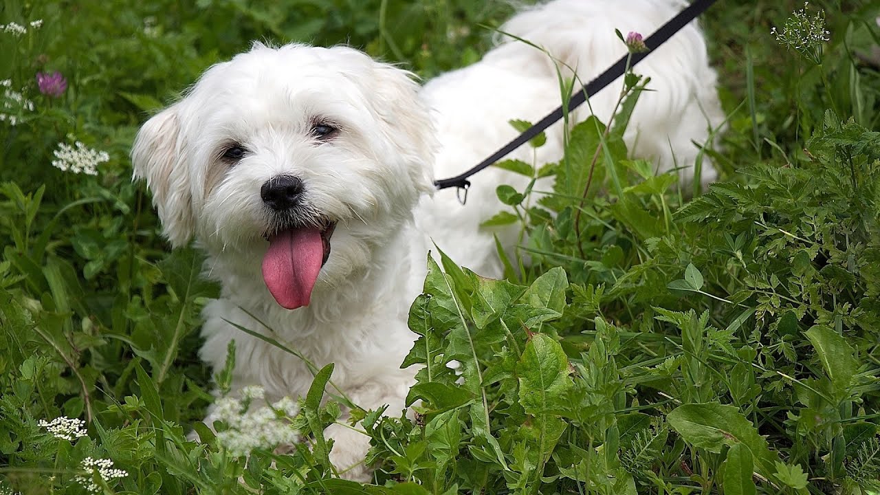 What are the Nutritional Needs of Maltese Dogs?