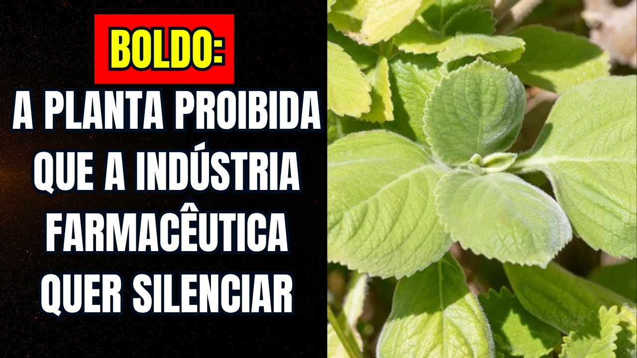 Boldo: A Planta Milagrosa! Descubra os Segredos Ancestrais e Melhore sua Digestão e Fígado.