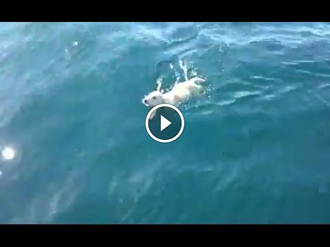 Gattini e vermi di cuccioli Intorno attivatori di helminths