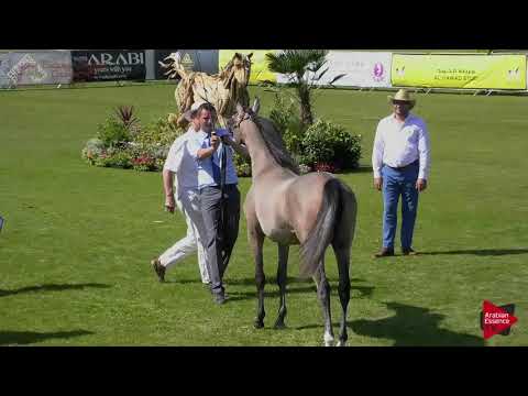 N.16 FURLA J - Chantilly 2018 AHO Breeders' Championship - Yearling Fillies (Class 1B)