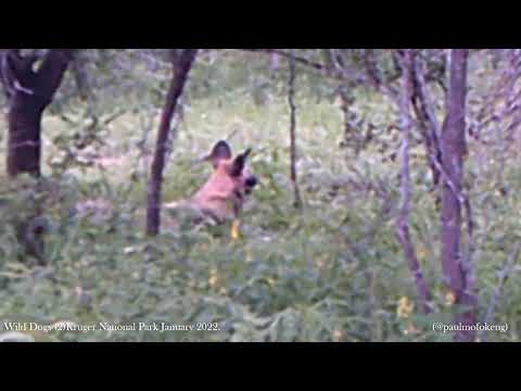 Kruger National Park January 2022 - Wild Dogs 2