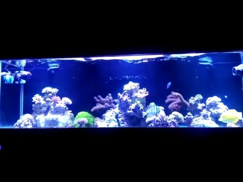 Solving Ph Problems In A Reef Tank | Beginner Guide To Saltwater Aquariums