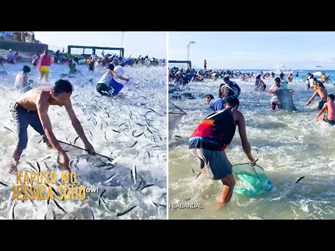 Dalampasigan sa Cebu, tila kumikislap dahil sa parang nagliliparang isda | Kapuso Mo, Jessica Soho