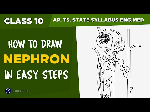 How to draw Structure of Nephron in telugu